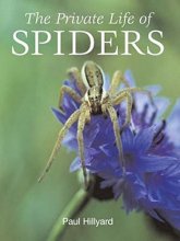 Cover art for Private Life of Spiders