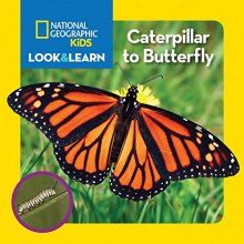 Cover art for National Geographic Kids Look and Learn: Caterpillar to Butterfly (Look & Learn)