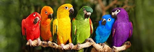 Cover art for 500 Piece Panoramic Puzzle for Adults Parrots ON Branch by Mike Jones Colorful Jigsaw from KI Puzzles 02380-SB