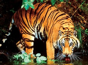 Cover art for Ceaco Wild - Bengal Tiger 1000 Piece Puzzle