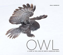 Cover art for Owl: A Year in the Lives of North American Owls