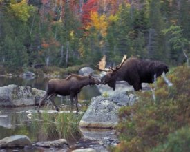 Cover art for White Mountain Puzzles Kissing Moose - 1000 Piece Jigsaw Puzzle