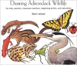 Cover art for Drawing Adirondack Wildlife