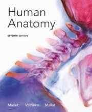 Cover art for Human Anatomy (7th Edition)