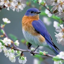 Cover art for Audubon: Bluebird Blossoms 500pc Jigsaw Puzzle