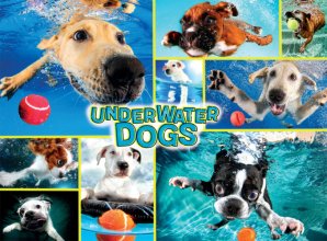 Cover art for Buffalo Games - Underwater Dogs - 1000 Piece Jigsaw Puzzle