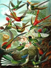 Cover art for Hummingbirds 1000 Pieces Jigsaw Puzzle