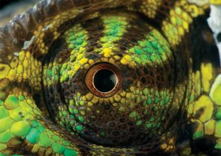 Cover art for Buffalo Games - NatGeo/Joel Sartore - Chameleon Eye - 500 Piece Jigsaw Puzzle for Adults Challenging Puzzle Perfect for Game Nights
