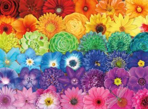 Cover art for Buffalo Games - Blooms of Color - 1000 Piece Jigsaw Puzzle