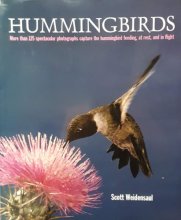 Cover art for Hummingbirds