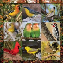 Cover art for Springbok Songbird Symphony 500-Piece Jigsaw Puzzle