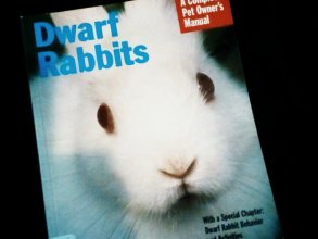 Cover art for Dwarf Rabbits: A Complete Pet Owner's Manual (Barron's Complete Pet Owner's Manuals)