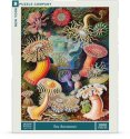 Cover art for New York Puzzle Company - Vintage Images Sea Anemones - 1000 Piece Jigsaw Puzzle for Adults by Ernst Haeckel