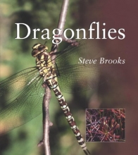 Cover art for Dragonflies (Smithsonian's Natural World Series)