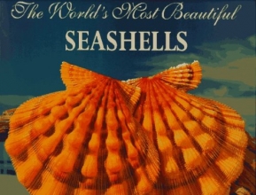 Cover art for The World's Most Beautiful Seashells (Worlds Most Series)