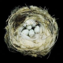 Cover art for Nests: Fifty Nests and the Birds that Built Them