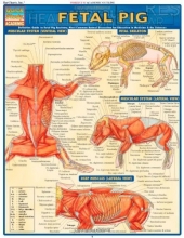 Cover art for Fetal Pig (Quickstudy: Academic)