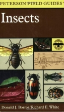 Cover art for A Field Guide to Insects: America North of Mexico