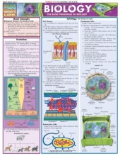 Cover art for Biology (Quickstudy: Academic)