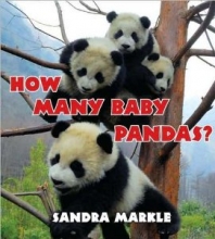 Cover art for How Many Baby Pandas? / Scholastic Book Fair Edition