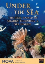 Cover art for NOVA: Under the Sea - The Real World of Sharks, Dolphins, & Sea Horses