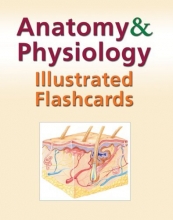 Cover art for Anatomy and Physiology Illustrated Flashcards