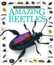 Cover art for Amazing Beetles (Eyewitness Juniors)