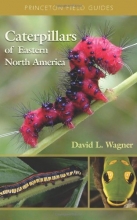 Cover art for Caterpillars of Eastern North America: A Guide to Identification and Natural History (Princeton Field Guides)