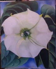 Cover art for Georgia O'Keeffe: One Hundred Flowers