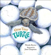 Cover art for One Tiny Turtle