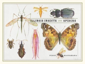 Cover art for Illinois Insects and Spiders