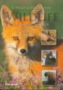 Cover art for A Field Guide to the Wildlife of North America