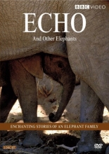 Cover art for Echo and Other Elephants