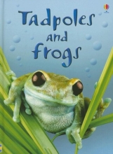 Cover art for Tadpoles and Frogs (Beginners Nature, Level 1)