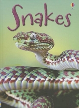 Cover art for Snakes (Usborne Beginners)