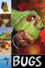 Cover art for Bugs (Ready To Read)