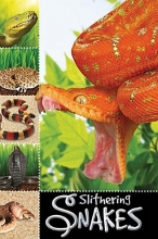 Cover art for Slithering Snakes (Ready To Read)