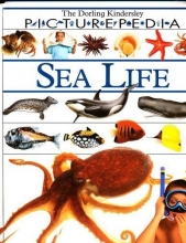 Cover art for Sea Life (DK Picturepedia)