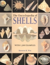 Cover art for Encyclopedia of Shells