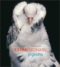 Cover art for Extraordinary Pigeons