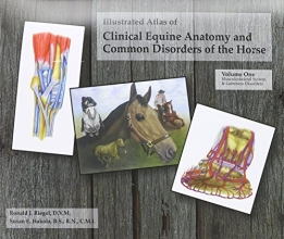 Cover art for Illustrated Atlas of Clinical Equine Anatomy and Common Disorders of the Horse (Vol 1)