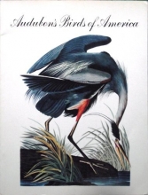 Cover art for Audubon's Birds of America
