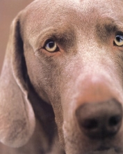 Cover art for William Wegman Polaroids