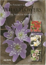Cover art for A Pocket Guide to Wild Flowers of North America