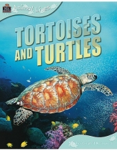 Cover art for Animal Lives: Tortoises and Turtles (Qeb Animal Lives)