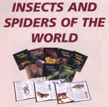 Cover art for Insects and Spiders of the World
