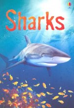 Cover art for Sharks (Usborne Beginners)