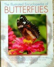 Cover art for The Illustrated  Encyclopedia  of Butterflies