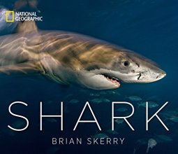 Cover art for Shark