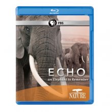 Cover art for Echo: An Elephant to Remember [Blu-ray]
